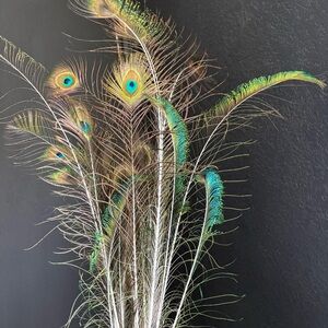 Peacock Train Feather Plumes decor Crafts clothing jewelry projects 20ct